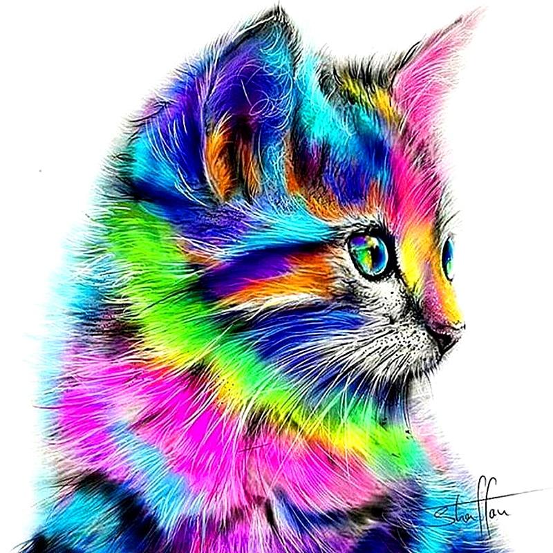 Colorful Cat