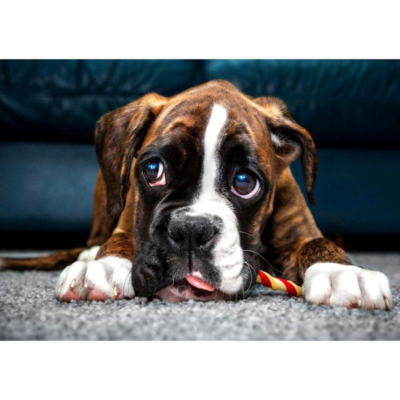 Puppy Boxer-5D DIY Diamond Painting , Diamond Painting kit