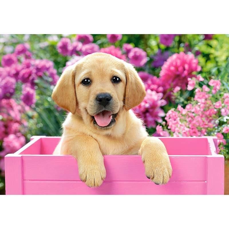 Puppy in the Box-5D DIY Diamond Painting , Diamond Painting kit
